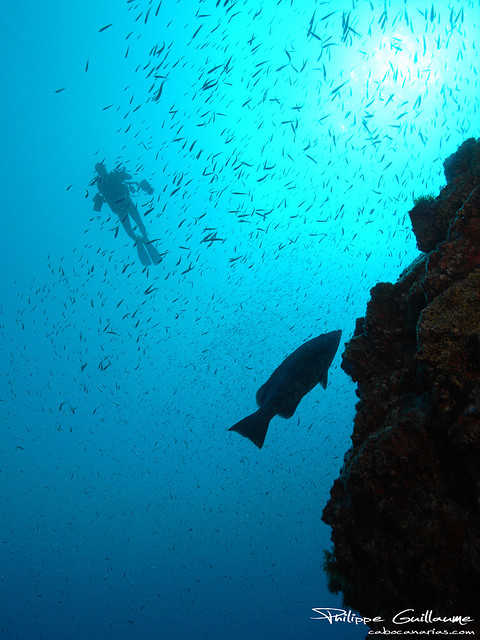 Scuba Diving Tenerife