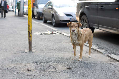 Bucharest Stray Dog killing approved