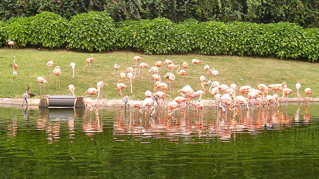 Jungle island flamingos
