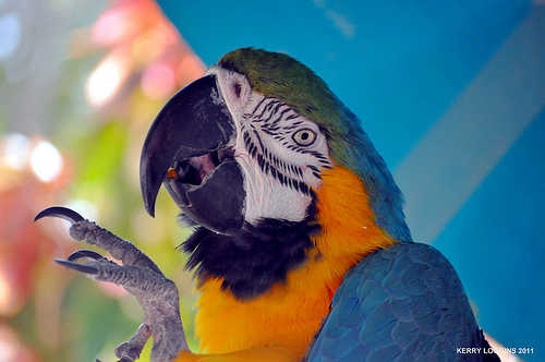 Jungle island parrot