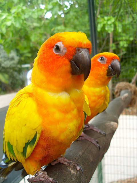 Jungle island parrots
