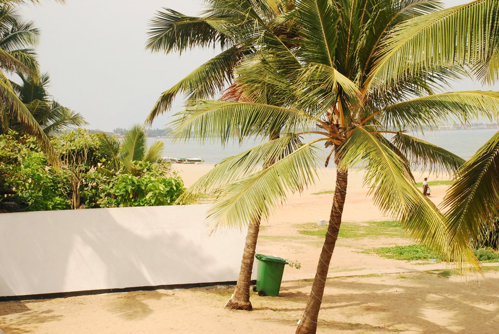 Sri Lankan beach coconuts
