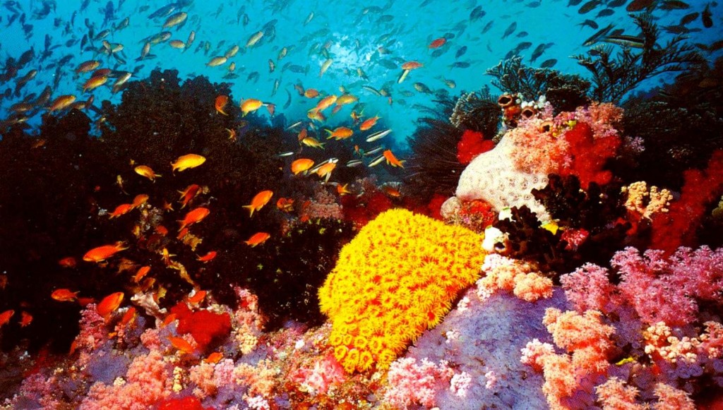 Great-Barrier-Reef