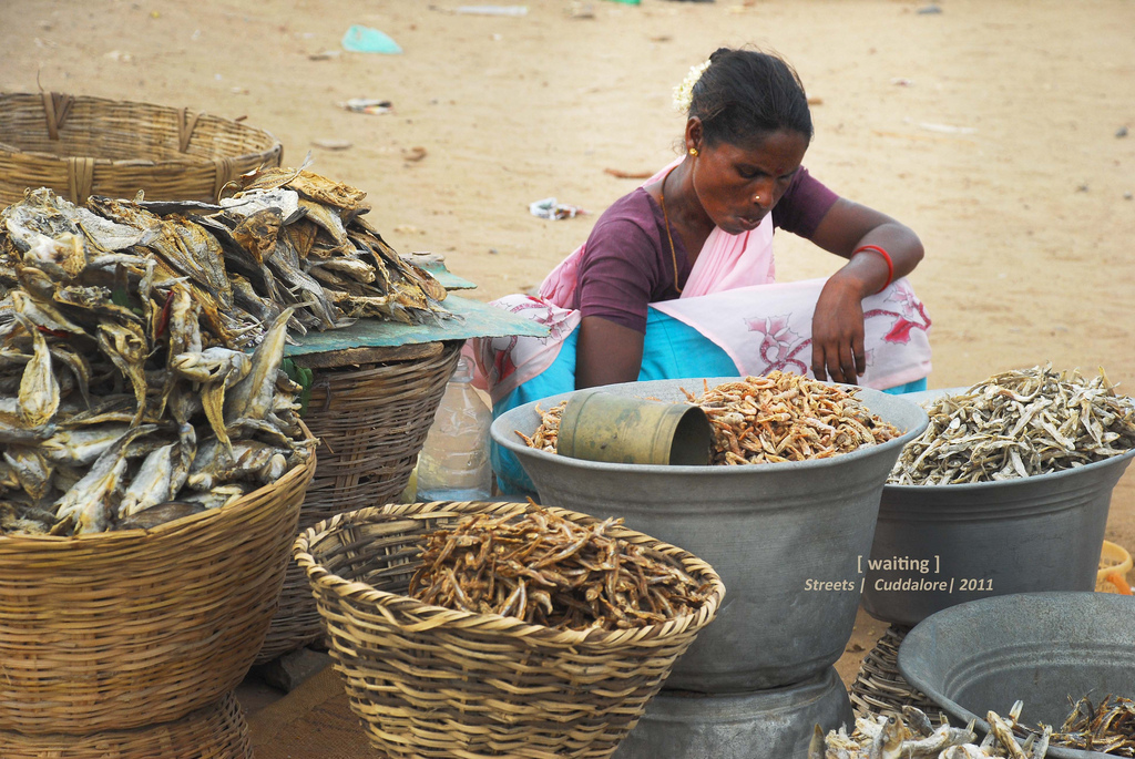 Fishes in this street - Cuddalore