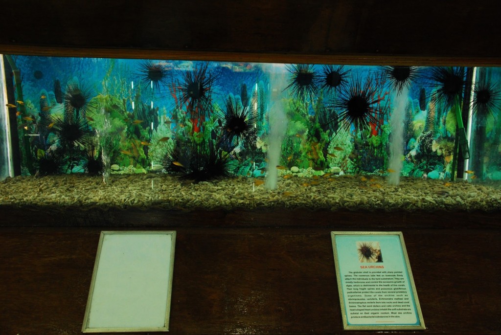 Sea Urchins at display