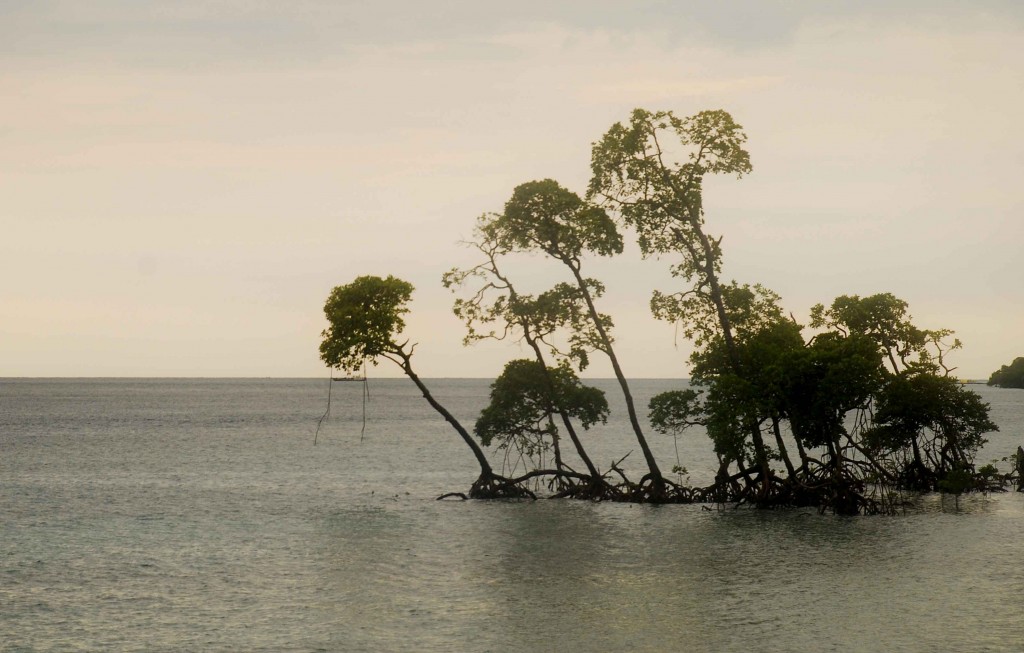 Fancy water treelings - Havelock's dock