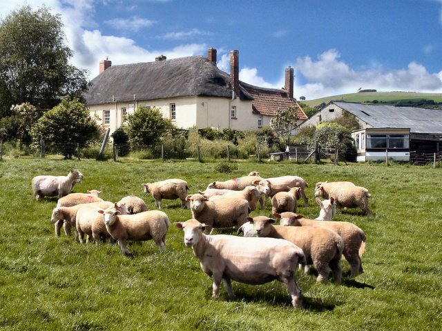 Sheeps in farm