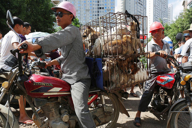 Dog eating Yulin 2015