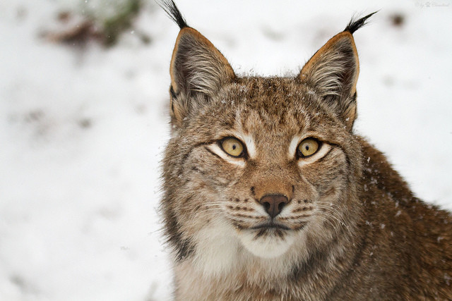 lynx and deer