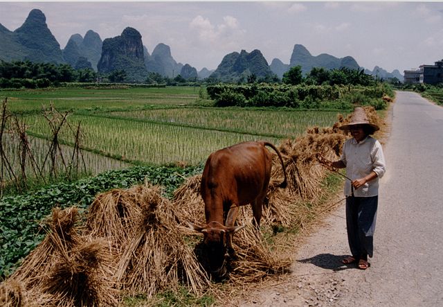 China cow farmer