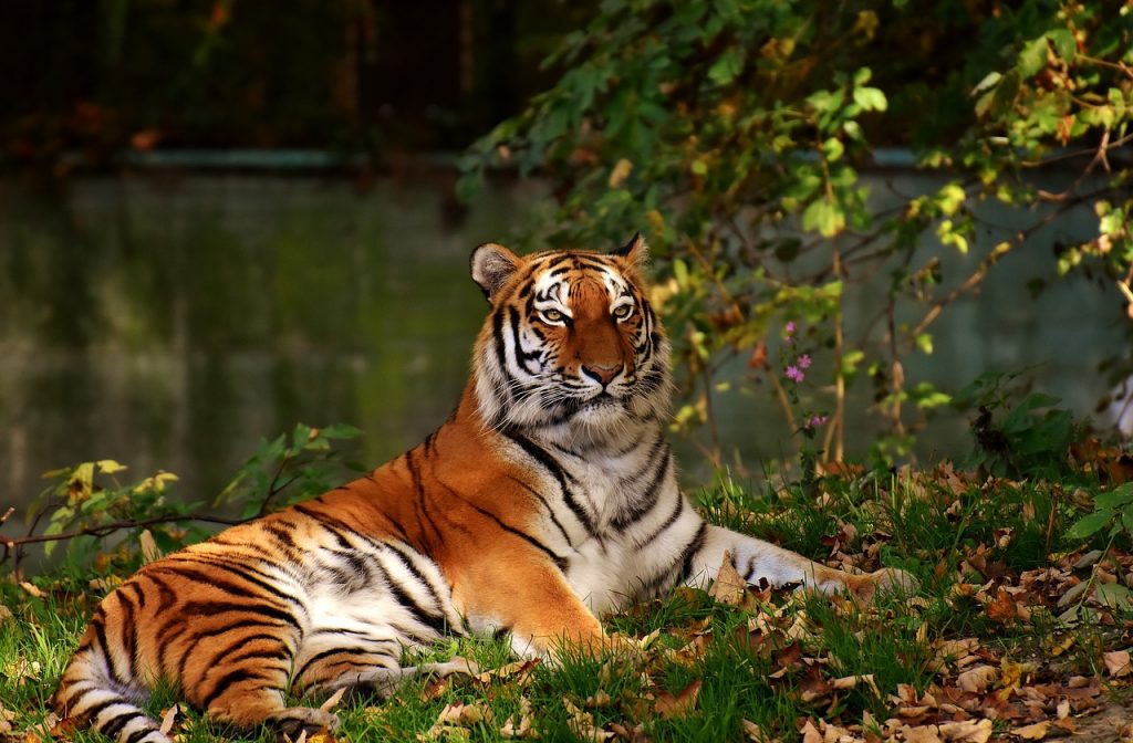 sunderbans bengal tiger