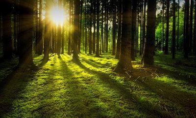 forest-bathing