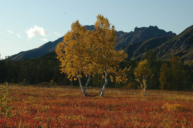 Kamchatka Birch Tree