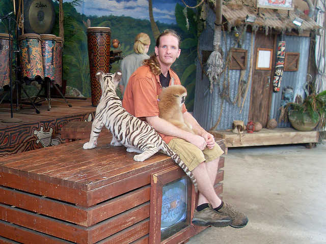Jungle island tiger