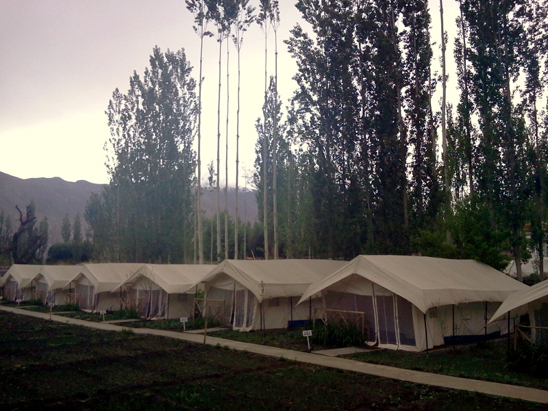 Mystique Meadows Camp,Nubra Valley