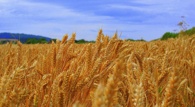 India's rotten wheat