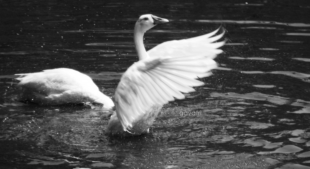 A swan pretends to dance her moves through the water; the ponds at the palace premises