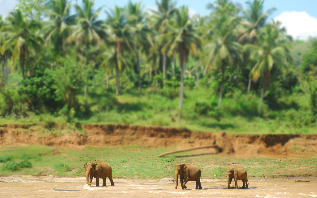 Elephant galore