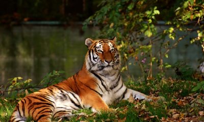 sunderbans bengal tiger