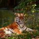 sunderbans bengal tiger